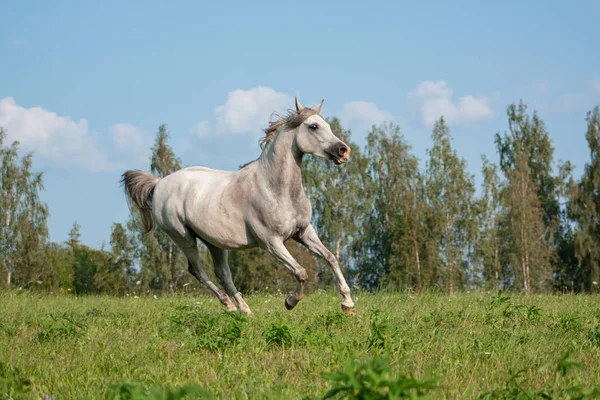 Lichtgrijs Arabisch Ras Paard Loopt Galop Groene Zomerweide Bewegend Dier — Stockfoto