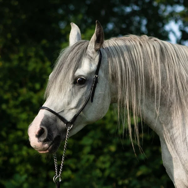 Schimmel Arabisches Pferd Ausdrucksstarkes Porträt Grünem Hintergrund Sommer Nahaufnahme — Stockfoto