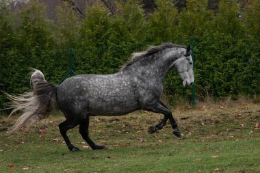 Gri benekli Endülüs atı sonbaharda tarlada koşuyordu. Hayvanlar hareket halinde.