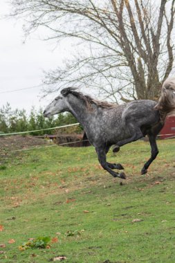 Gri benekli Endülüs atı sonbaharın sonlarına doğru tarlaya fırladı ve arka ayakla tekme attı..
