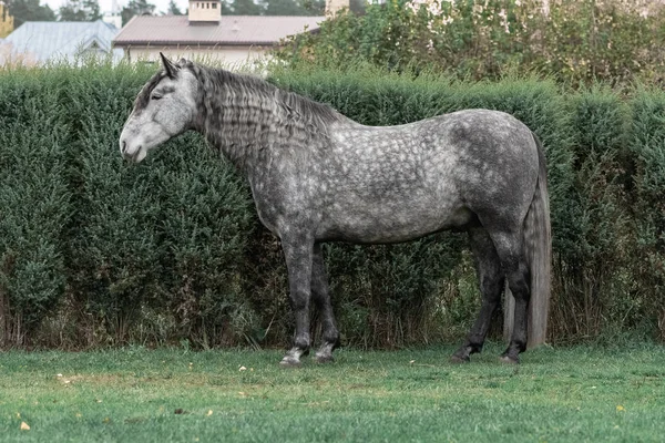 Szürke Dappled Andalúz Tenyészló Hosszú Sörényű Áll Közel Nyírt Bokrok — Stock Fotó