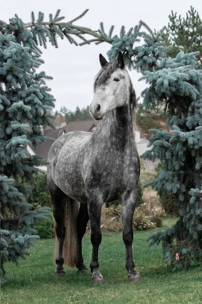 stock image Grey purebred andalusian breed horse with long curly mane standing near coniferous trees.
