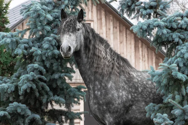 毛茸茸的灰色纯种马 长有卷曲的毛 站在针叶树旁 — 图库照片