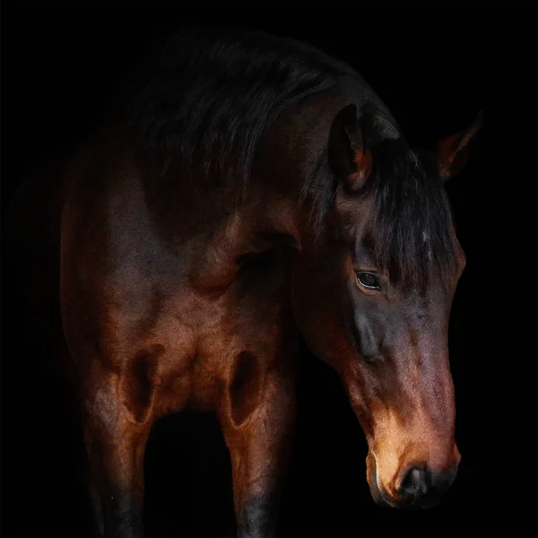 Bay Caballo Raza Letona Retrato Sobre Fondo Negro —  Fotos de Stock