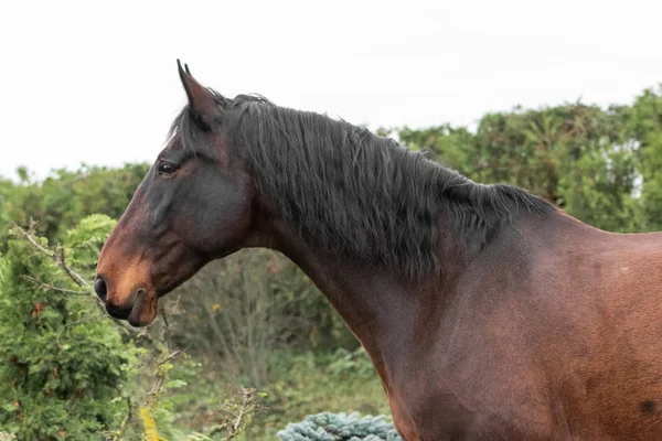 Bay latvian breed horse outside. Animal portrait.