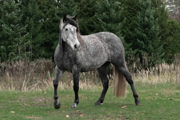 Cavalo Raça Andaluz Dappled Cinza Andando Campo Final Outono Animais — Fotografia de Stock