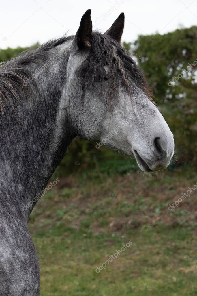Grey dappled andalusian breed horse portrait. 