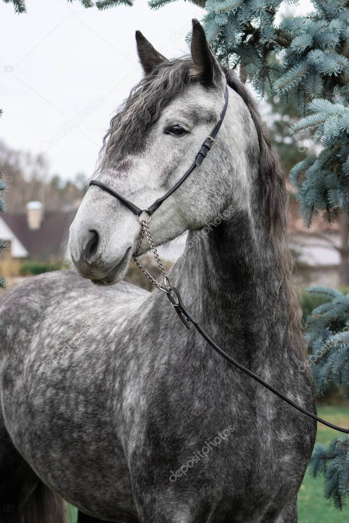 Grey purebred andalusian breed horse with long curly mane standing near coniferous trees.