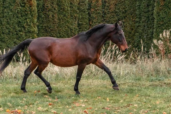 Bay Latvian Warmbloed Ras Paard Loopt Het Veld — Stockfoto