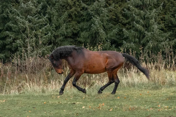 Bay Latvian Warmblood Breed Horse Runs Field — 스톡 사진