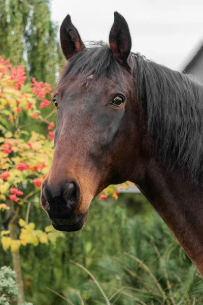 Bay Latvian Breed Horse Animal Portrait — Stock Photo, Image