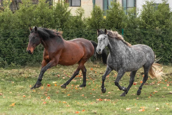 Two Horses Grey Brown Running Forward Field Animal Motion — Stock Photo, Image