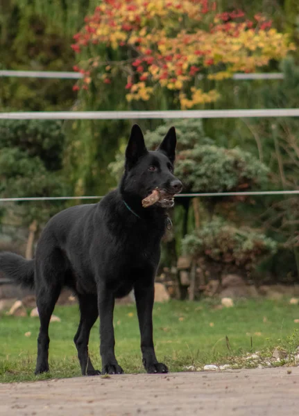 Чорний Собака Грає Палицею — стокове фото