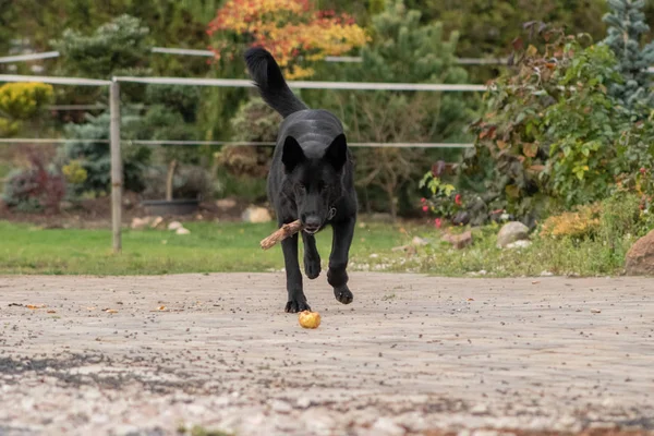 Black dog plays with a stick.