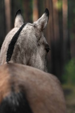Siyah yeleli Buckskin Akhal Teke cinsi kısrak geriye doğru duruyor. Hayvan portresi yakın plan. Seçici odak.