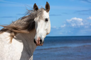 White andalusian breed horse stands in the sea in water in sunny summer day. Animal portrait. clipart