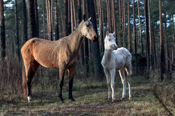 Akhal Teke Buckskin Mare和年轻的Cremello Akhal Teke Foal自由地站在松林里 动物展台肖像 — 图库照片