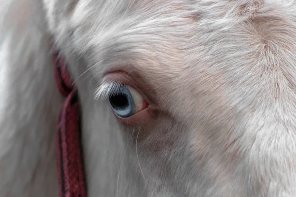 Akhal Teke Cremello 'nun kırmızı halterli genç tayının mavi gözünü kapat. Hayvan detayları.