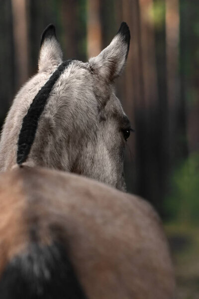 Buckskin akhal teke breed mare with black trimmed mane stands backwards. Animal back close up portrait. Selective focus.