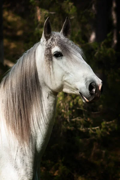 Koń Rasy Białej Andaluzyjskiej Stoi Lesie Sosnowym Cechy Charakterystyczne Zwierząt — Zdjęcie stockowe
