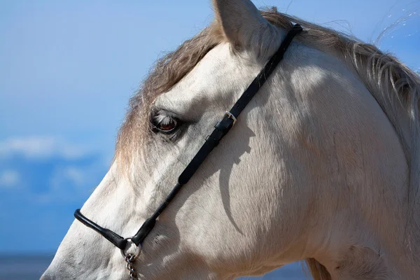 Weiße Andalusische Pferd Der Show Halfter Strand Des Meeres Den — Stockfoto