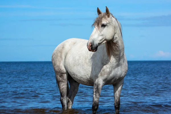 Caballo Raza Blanca Andaluza Encuentra Mar Agua Soleado Día Verano — Foto de Stock