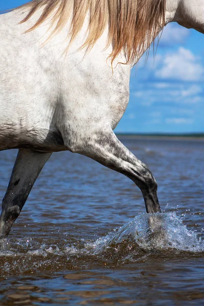 Білий Білий Кінь Біжить Морі Створюючи Бризки Ногами Подробиці Щодо — стокове фото