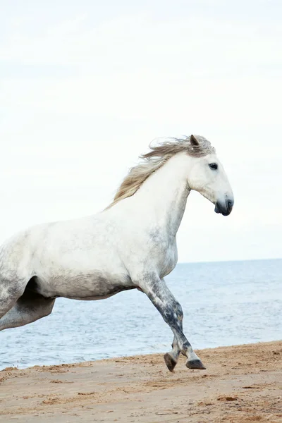 Білий Білий Кінь Довгим Грифом Біжить Березі Моря Проти Блакитного — стокове фото