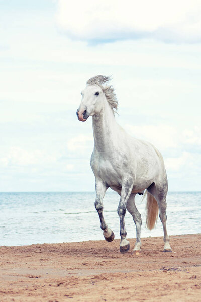 Белая андалузская лошадь с длинной гривой бежит по морскому пляжу против голубого неба с облаками. Портрет животного
.