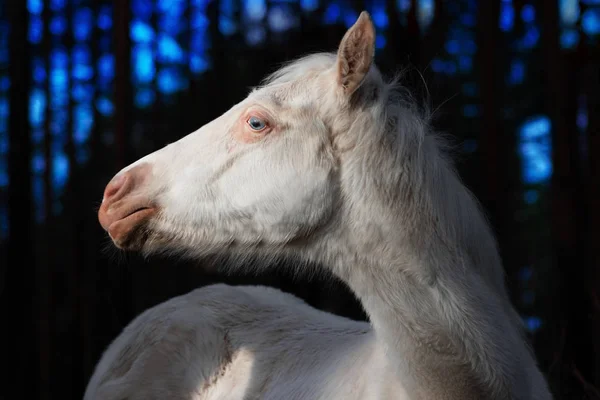 若いですKahal Teke Breed FoalともにCremello Coat見ます横に対して黒と青の背景 — ストック写真