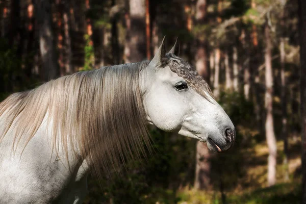 白いアンダルシアの品種の馬は松の木の森に立っています 動物の肖像 — ストック写真