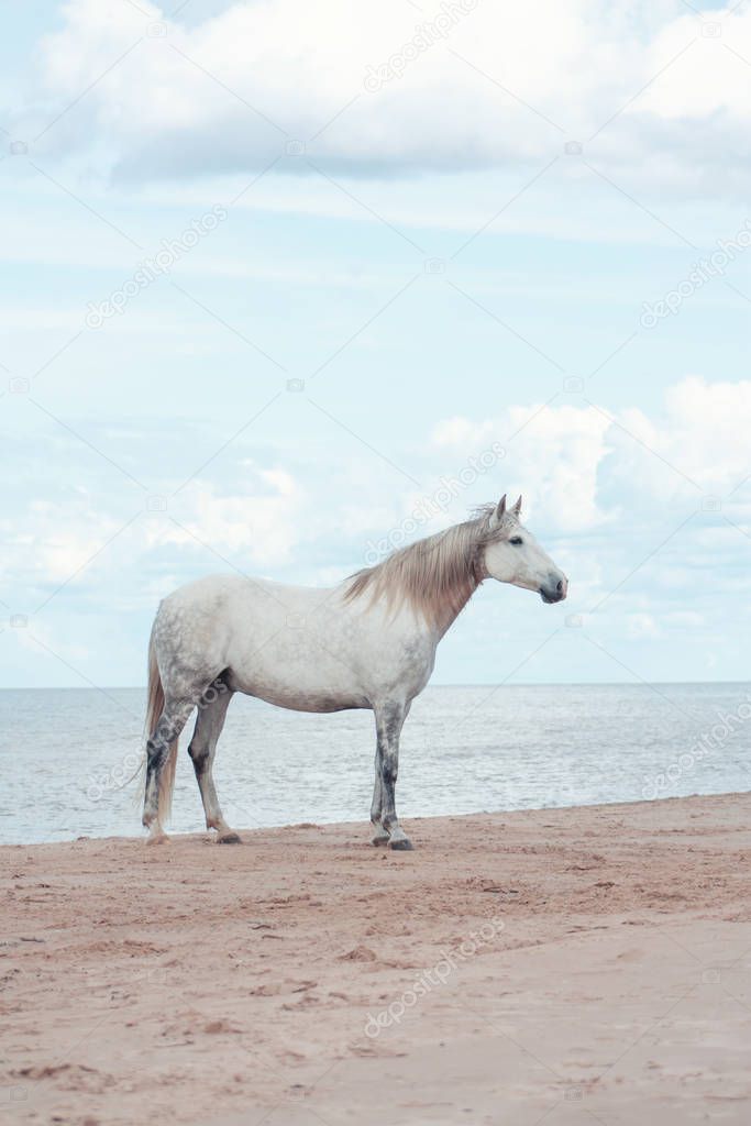 White andalusian horse with long mane standing on the beach of the sea against blue sky with clouds. Animal portrait.