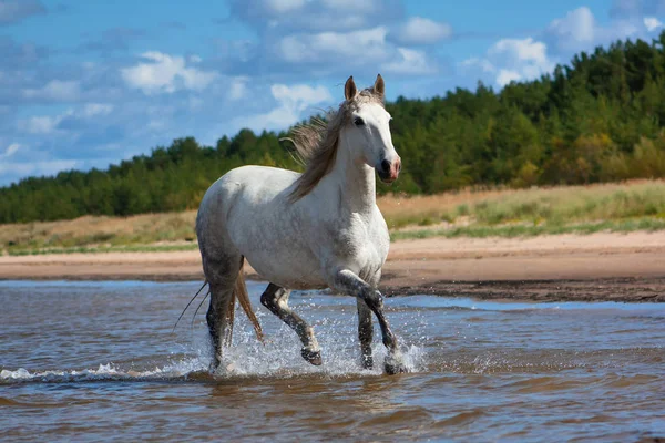 Білий Білий Коник Породи Біжить Морі Воді Сонячний Літній День — стокове фото