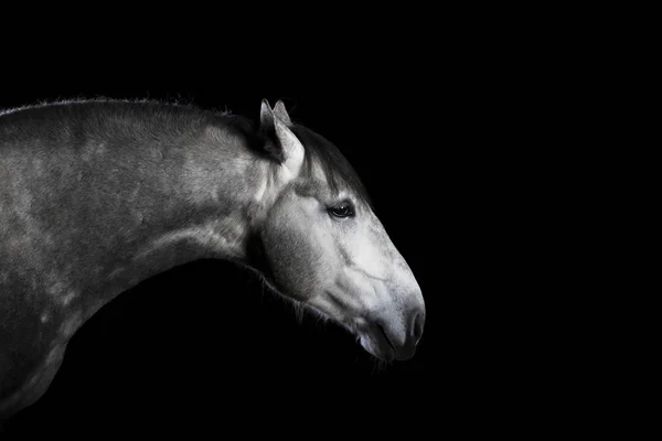 黒の背景に後方に隔離された耳を持つ灰色のアンダルシアの品種の馬 動物スタジオの肖像画近く — ストック写真