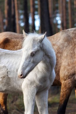 Cremello Akhal Teke Tay annesinin yanında duruyor ve kameraya bakıyor. Hayvan portresi.