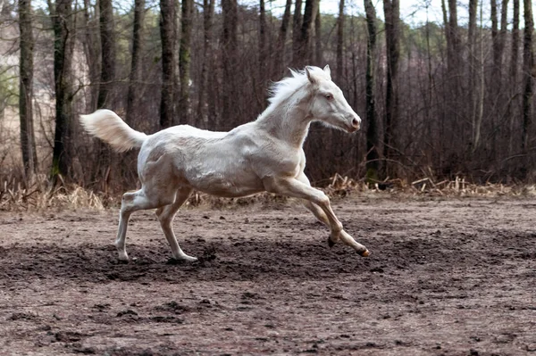 Genç Cremello Akhal Teke Sonbaharın Sonlarında Arka Planda Ağaçlarla Birlikte — Stok fotoğraf