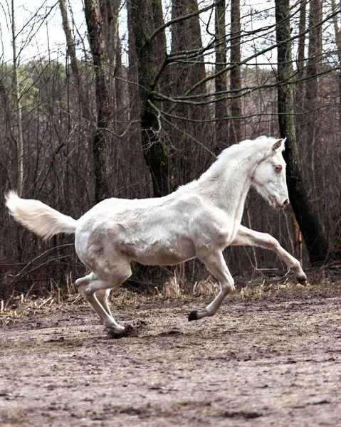 Young Cremello Akhal Teke Breed Foal Running Gallop Late Autumn — 图库照片