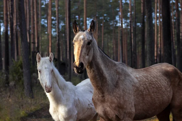 Akhal Teke Buckskin Mare在松树林中带着一头小牛犊 动物肖像 — 图库照片