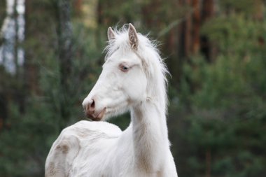 Şirin cremello akhal teke üreme tayı kışın ağaçların yanındaki tarlada duruyor. Hayvan portresi.