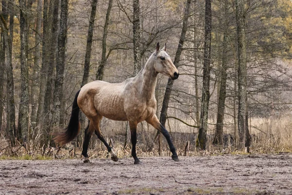 优雅的鹿皮鹿奶母马在树旁的田野里奔跑 运动中的动物 — 图库照片