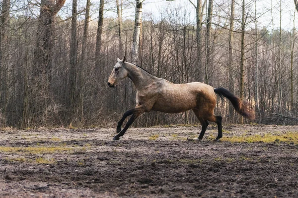 优雅的鹿皮马驹在树旁的田里奔跑 运动中的动物 — 图库照片