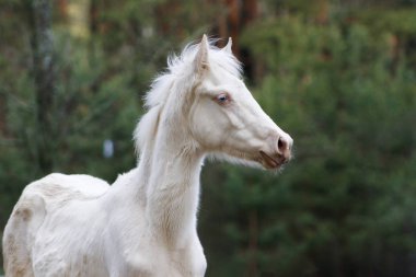 Şirin cremello akhal teke üreme tayı kışın ağaçların yanındaki tarlada duruyor. Hayvan portresi.