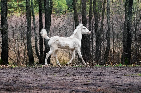 Tatlı küçük akhal teke cremello tayı yetiştiriyor ağaçların yakınındaki tarlada serbestçe koşuyor. Hayvanlar hareket halinde.