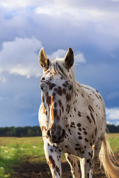 Knabstrupper at portresi koyu mavi gökyüzü ile çayırda. Hayvan portresi.
