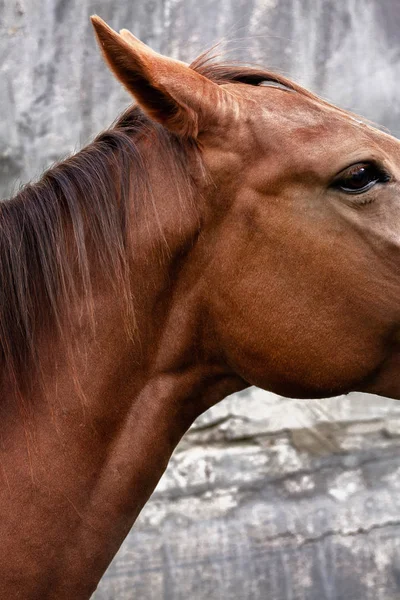 Details Van Een Kop Van Een Kastanje Latvian Ras Paard — Stockfoto