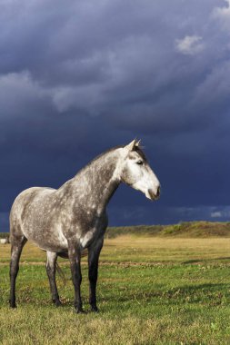 Grey andalusian breed horse standing in a bright scenic field in summer against gloomy dark blue sky before rain. 