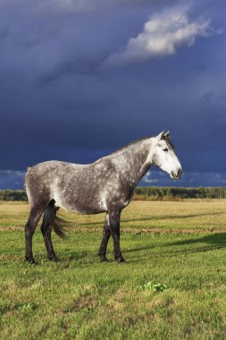 Grey andalusian breed horse standing in a bright scenic field in summer against gloomy dark blue sky before rain. 
