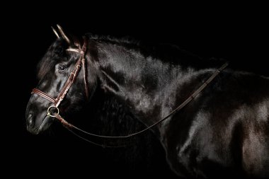 Black PRE (andalusian) horse portrait in brown classic leather bridle with reigns isolated on black background.