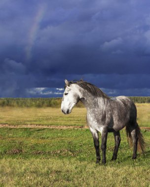 Grey andalusian breed horse standing in a bright scenic field in summer against gloomy dark blue sky before rain. 
