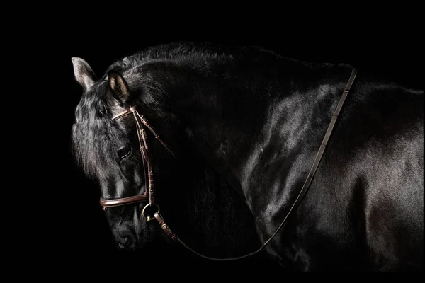 Black PRE (andalusian) horse portrait in brown classic leather bridle with reigns isolated on black background.